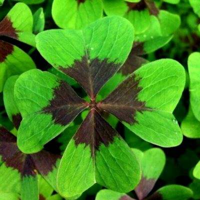360彩票彩种大厅种
