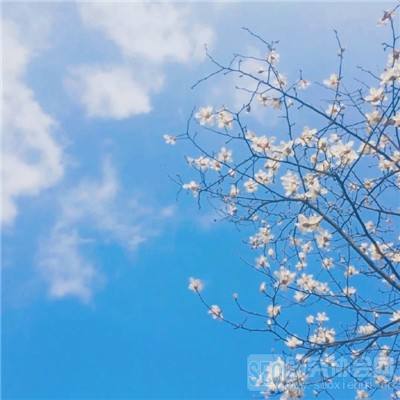 esball网上登录企业版