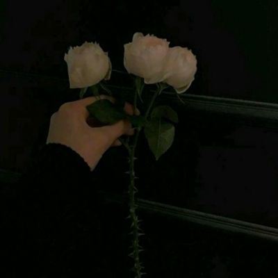 AOA电竞官网